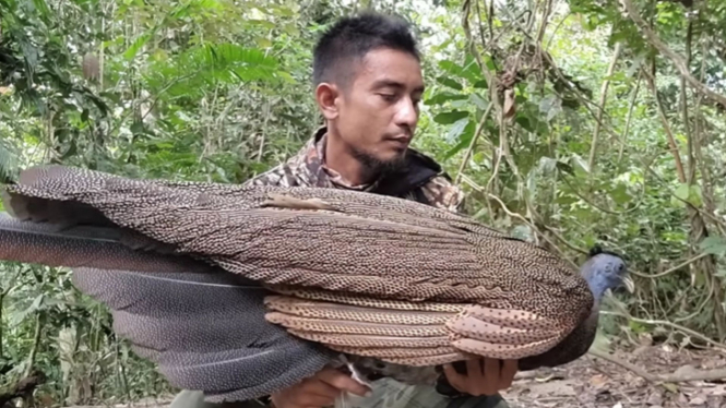 Burung Kuau Raja
