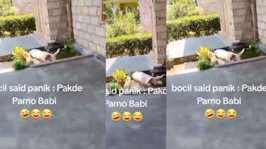 Viral Babi Kepergok Main Comberan