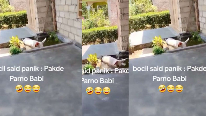 Viral Babi Kepergok Main Comberan