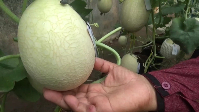 Menanam buah melon di pekarangan