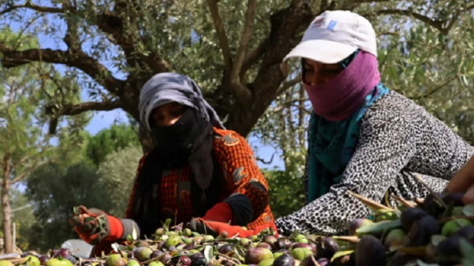 Petani Lebanon manen zaitun
