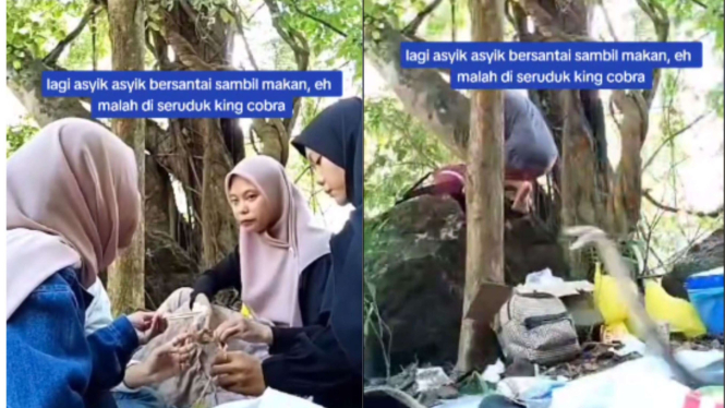 King Kobra Serung Kelompok Wanita yang Sedang Nangkring