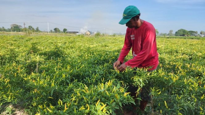 Kementan dan petani champion melakukan pendistribusian cabai