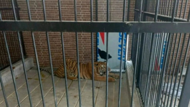 Harimau peliharaan di Samarinda yang terkam manusia hingga tewas 