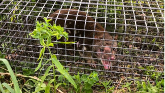 130 Tahun Dinyatakan Punah, Hewan Bertaring Ini Muncul Kembali
