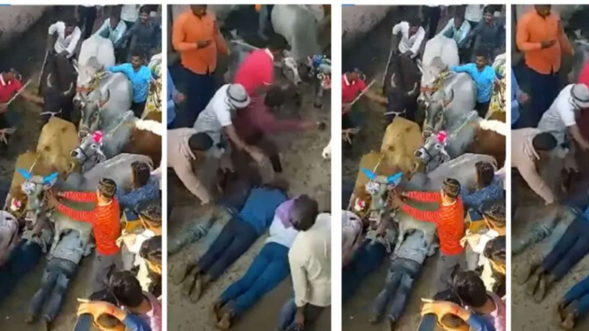 Banyak Warga Rela Diinjak Sapi Sebelum Lakukan Ritual Ini