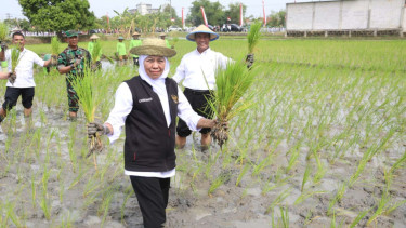 Mentan Amran Dorong 