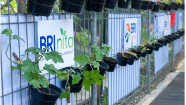 Sukses Bertani di Kota bersama BRI Kisah Mrican Caturtunggal di Yogyakarta
