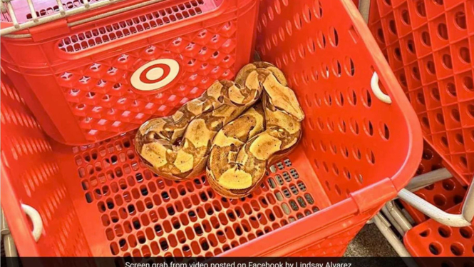Ular Besar di Keranjang Belanja