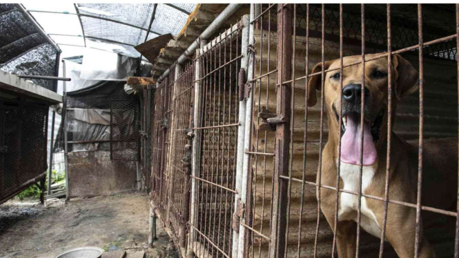 Ilustrasi peternakan anjing