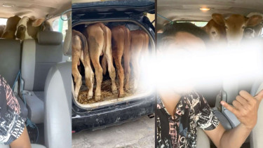Viral 4 Sapi Diangkut Innova