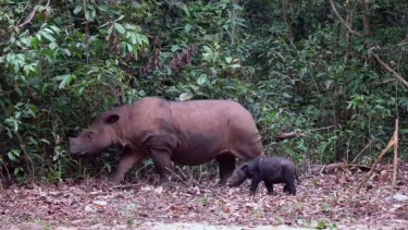 Bayi Badak Sumatera Lahir di Taman Nasional Way Kambas