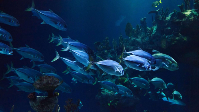 Ilustrasi ikan.