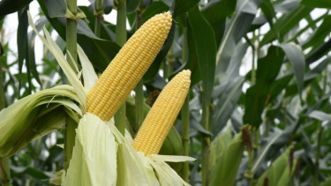 Ilustrasi jagung manis.
