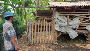 Warga Depok tengah memantau kambing ternaknya.