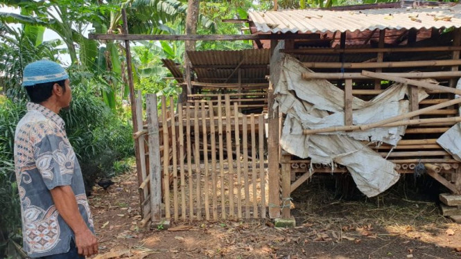Warga Depok tengah memantau kambing ternaknya.