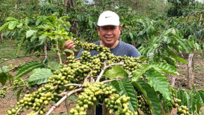 Mantan Kabareskrim, Komjen (Purn) Susno Duadji panen biji kopi di kebun