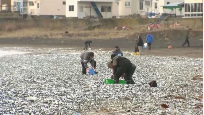 Ribuan ikan Sarden mati terdampar di pantai Jepang