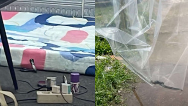 Ular Kobra bersembunyi di bawah bantal.