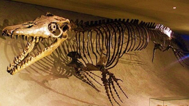 Predator hiu.