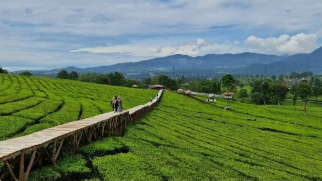 Kebun Teh Malabar