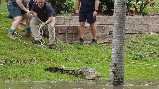 Buaya berkeliaran di jalanan saat banjir bandang.