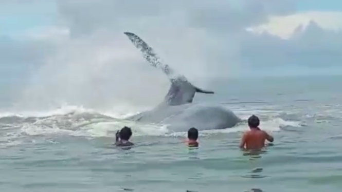 Ikan Paus terdampar dan mati di Pantai Sindeas, Manduamas, Tapanuli Tengah