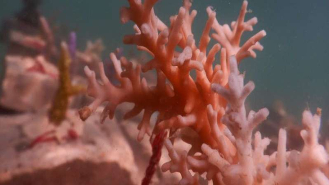 Coral Stock Center di Pulau Lancang, Kepulauan Seribu Selatan.