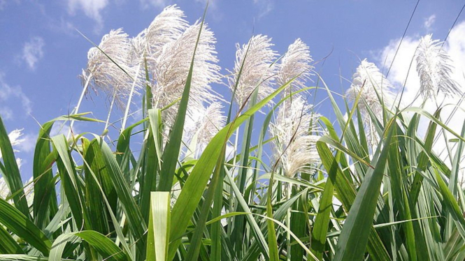 Pohon tebu atau Saccharum officinarum.