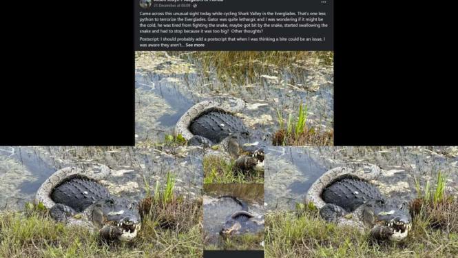 Geger Buaya Melahap Ular Piton Besar