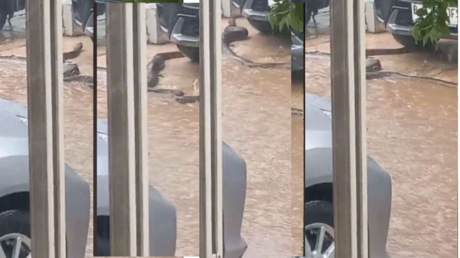 Viral Ular Besar Marayap.
