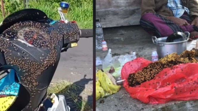 Serbuan lalat