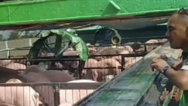 Bongkar Muat Ternak Babi di Dermaga, Kabupaten Kubu Raya, Kalbar