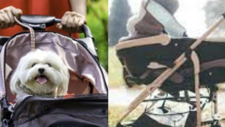 Gokil! Stroller Anjing Lebih Laris Dibanding Bayi akibat Krisis Populasi Korsel