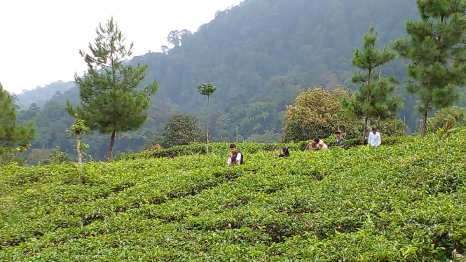 Kebun Teh Medini, Kendal, Jawa Tengah.
