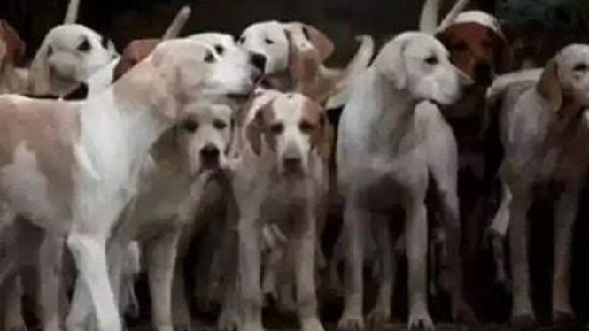 Ilusi optik harimau bersembunyi di antara anjing.