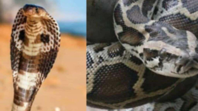 Ular piton dan kobra