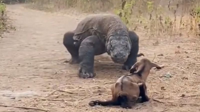 Komodo makan anak kambing.