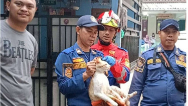 Si Oyen Barbar di Cibinong, Warga Sampai Panggil Damkar Karena Takut Dicakar