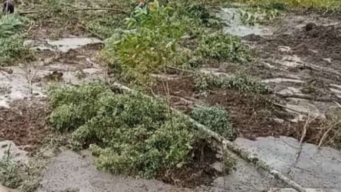 Sawah tertimbun longsor akibat hujan deras di Jambi.