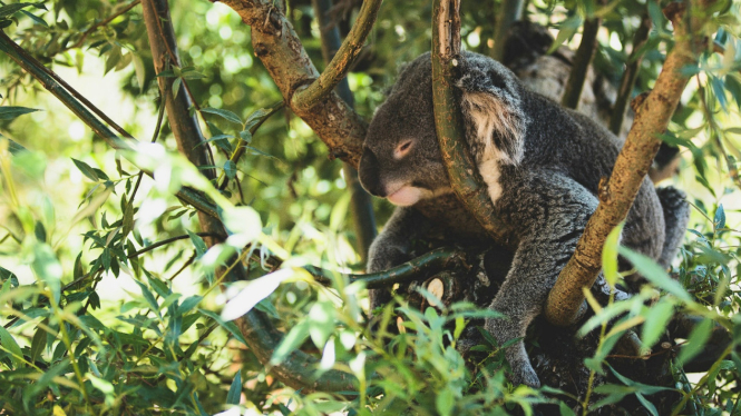 Illustration of koala