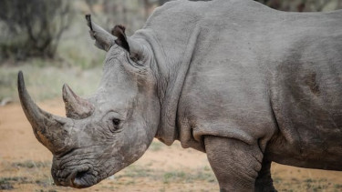Rhino