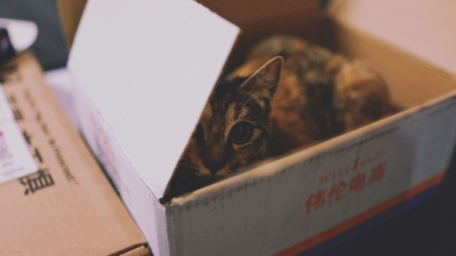 Kucing di atas kardus
