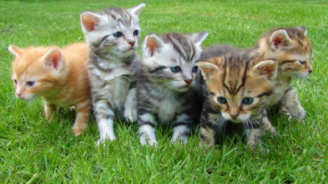 Cats