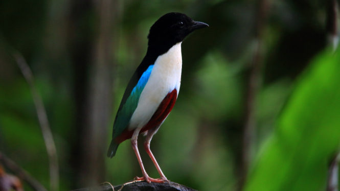 Burung langka di Morotai, Maluku Utara.