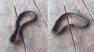 Viral Video Ular Menelan Ekornya Sendiri