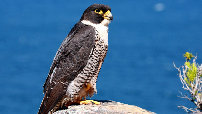 Burung Elang Alap-Alap alias Peregrine Falcon