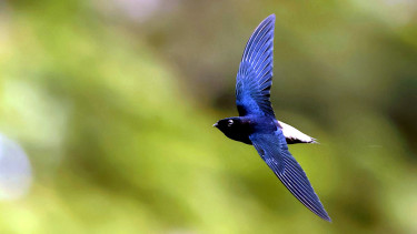 Burung Kapinis-Jarum Asia alias Walet.