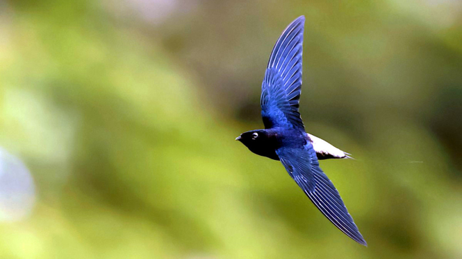 Burung Kapinis-Jarum Asia alias Walet.