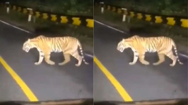 Harimau Muncul di Jalan Raya